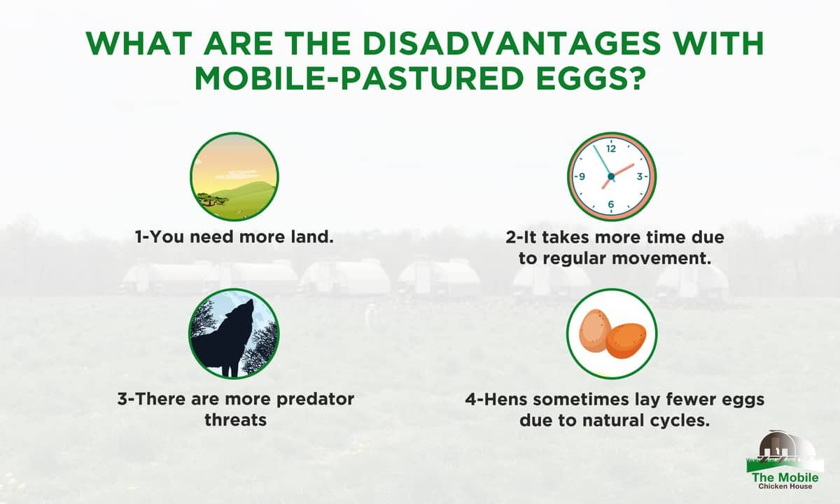 What-are-the-disadvantages-with-mobile-pastured-eggs
