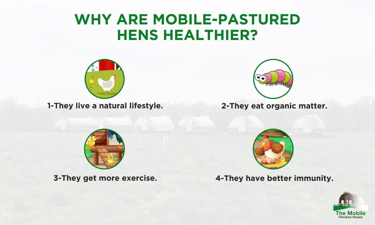 Why-are-mobile-pastured-hens-healthier