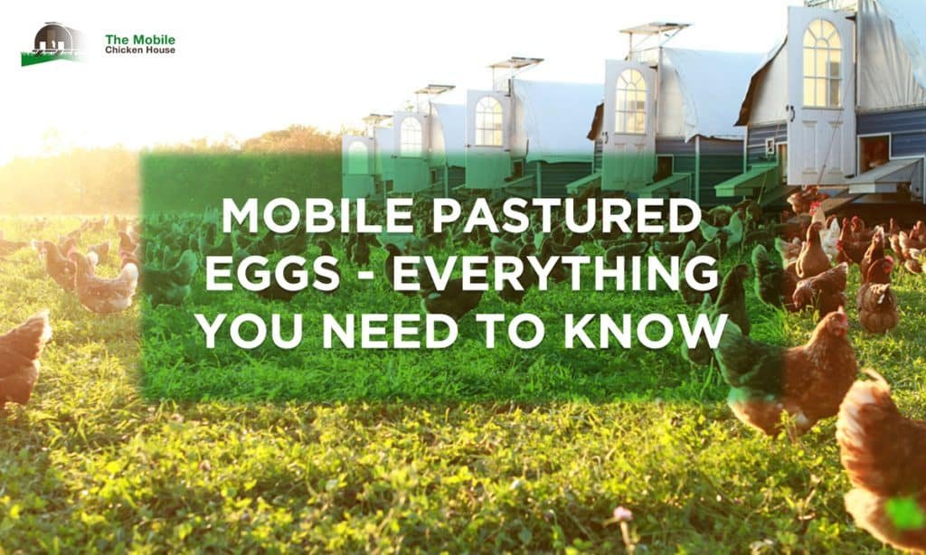 Mobile Pastured Eggs: <br> Everything You Need To Know 1