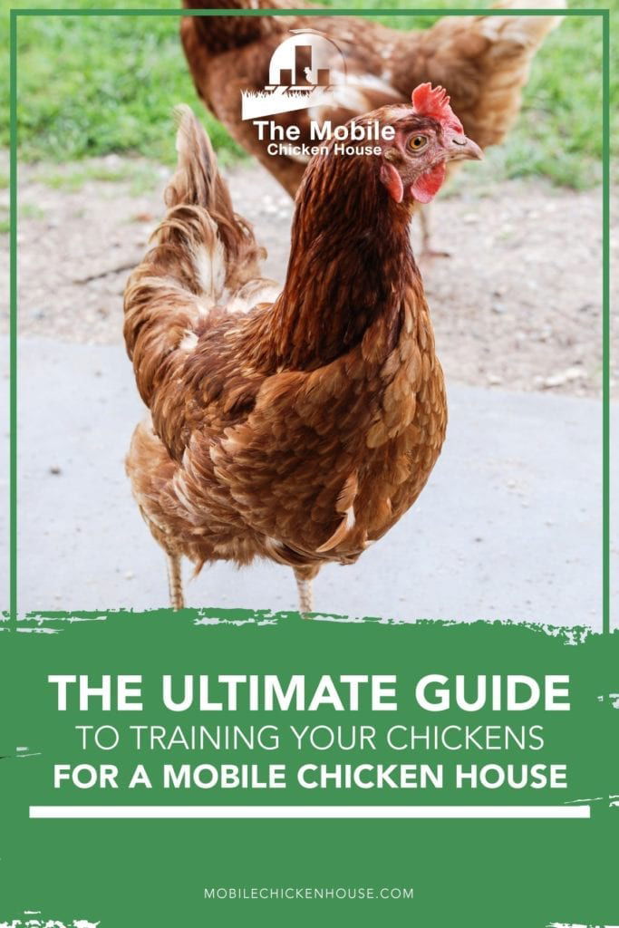 The Ultimate Guide to Training Your Chickens for a Mobile Chicken House 1