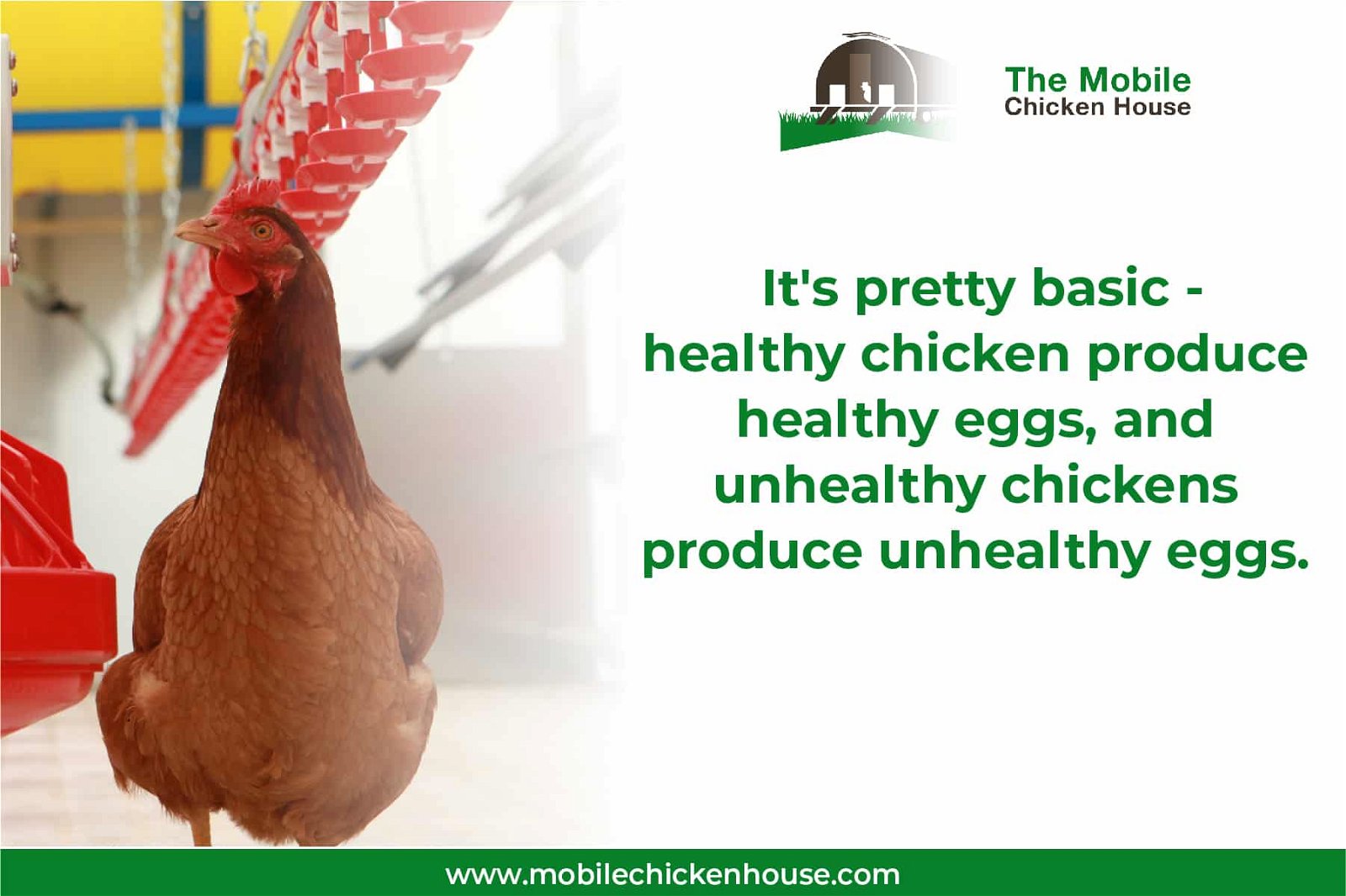 it's simple: healthy chickens produce healthy eggs