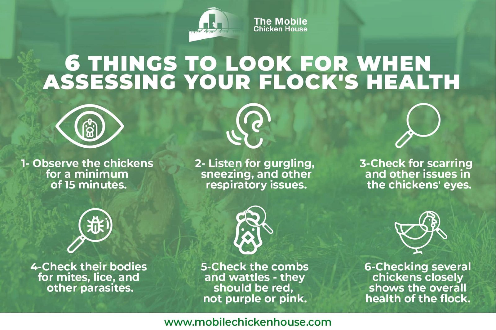 how to assess your flock's health