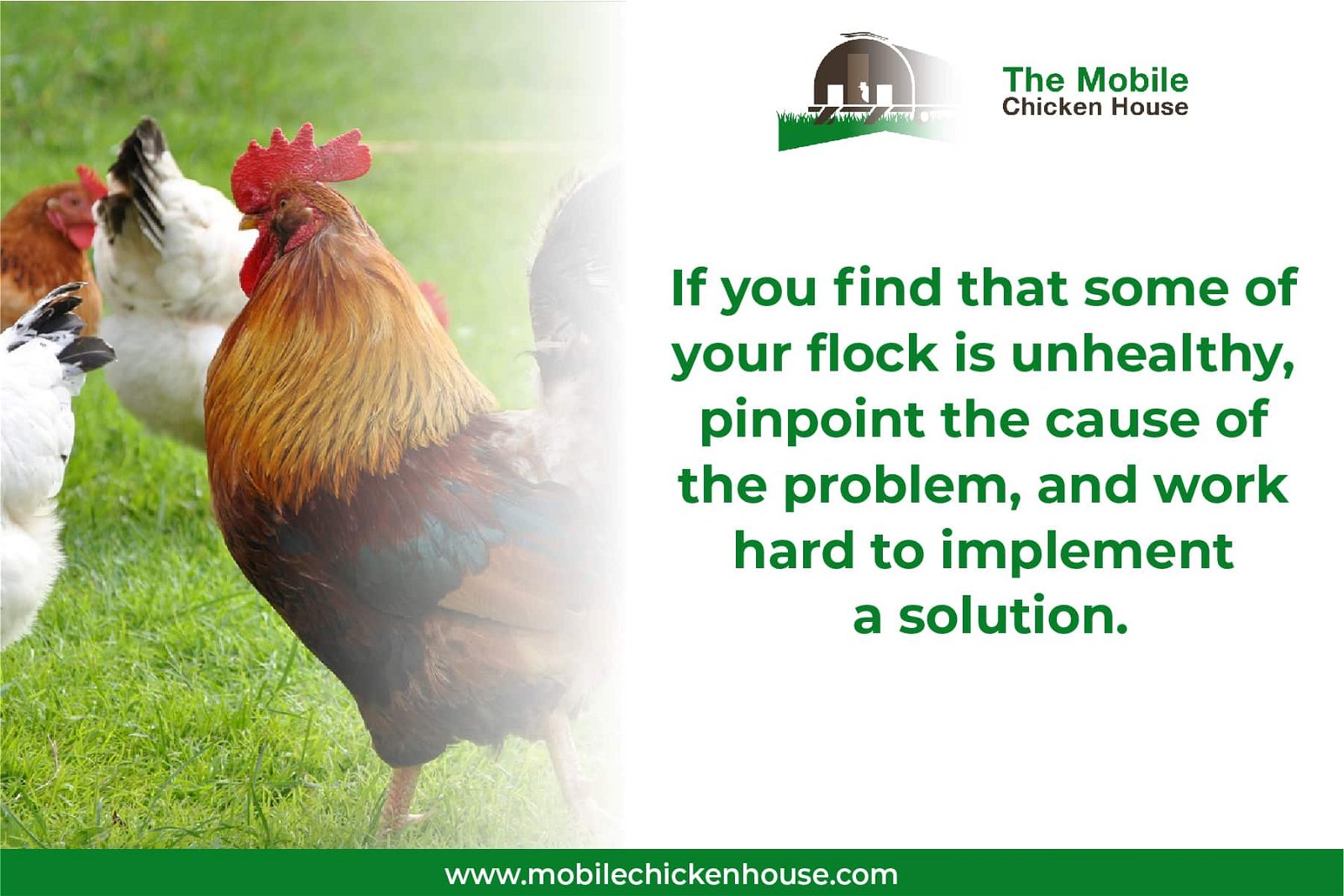 if your chickens are unhealthy, find and fix the problem