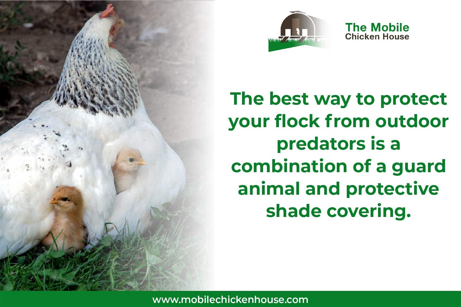protect your chickens with a shade covering and guard animal