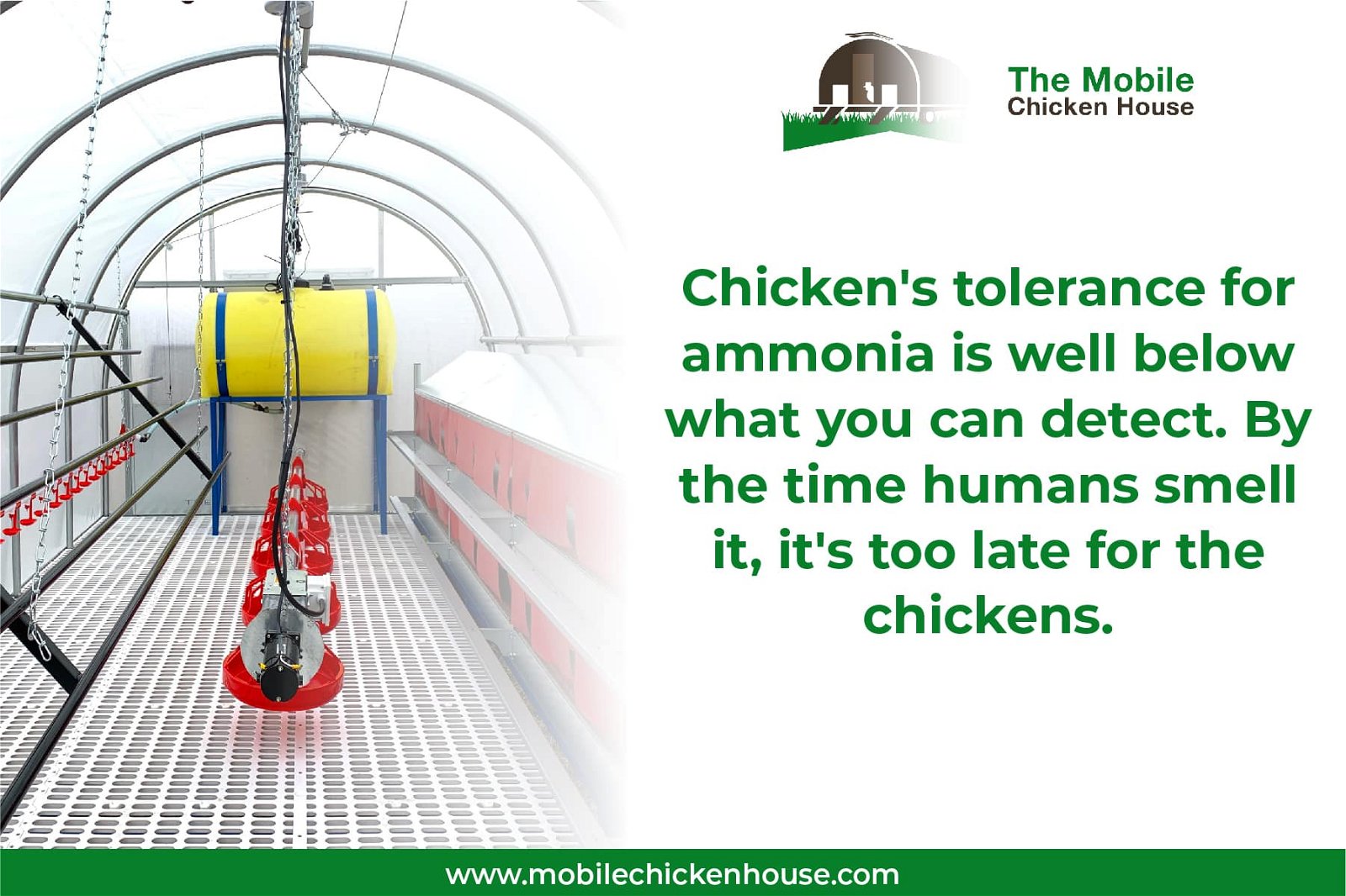 chickens have a low tolerance for ammonia