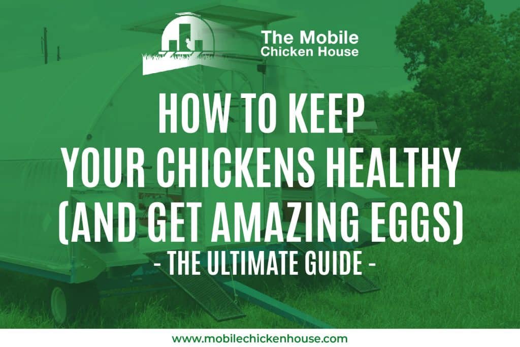How To Keep Your Chickens Healthy (and get amazing eggs) - The Ultimate Guide 7
