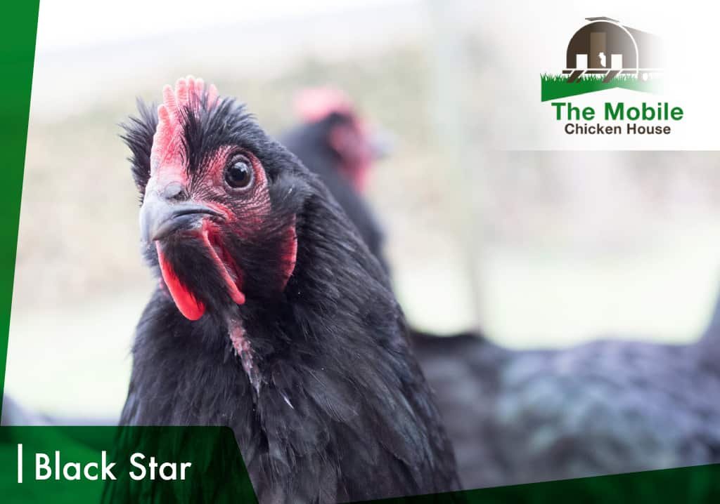 Black Star Chicken