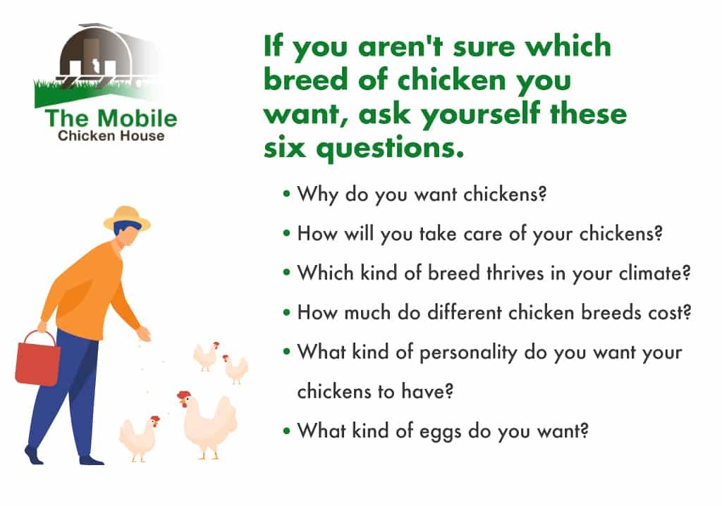 If you aaren't sure which breed of chicken you want ask these questions
