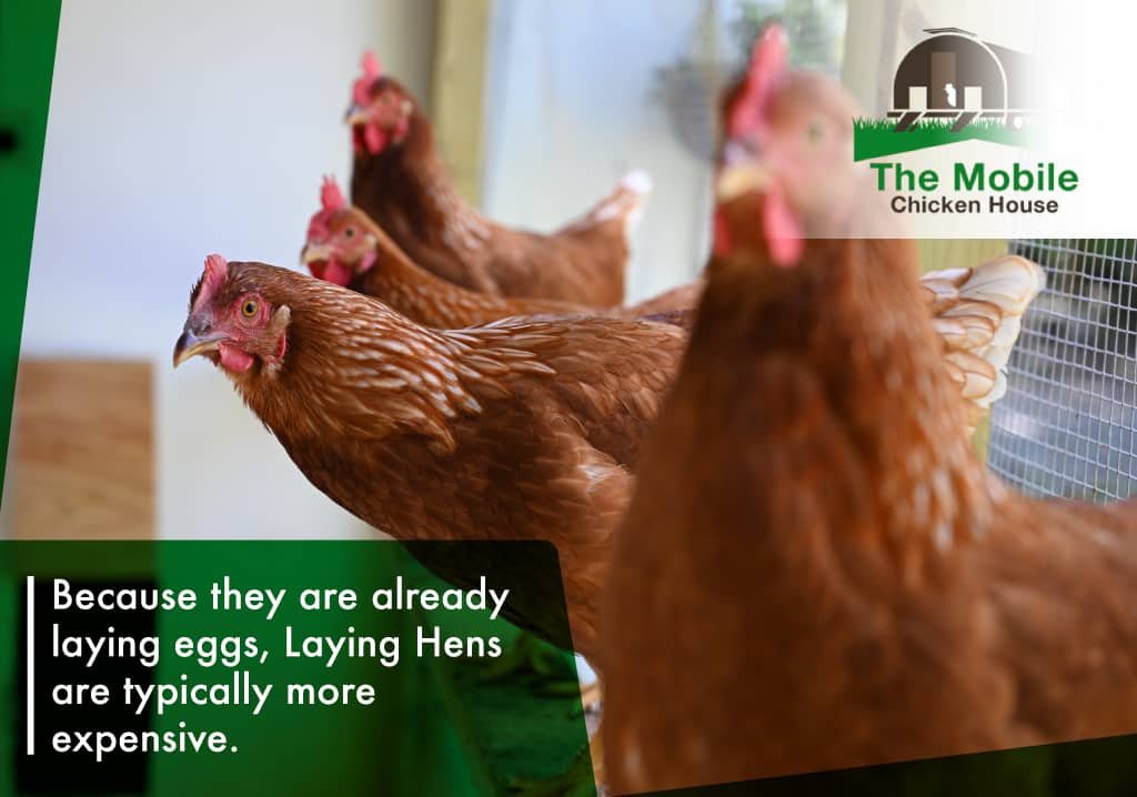 Laying hens are more expensive