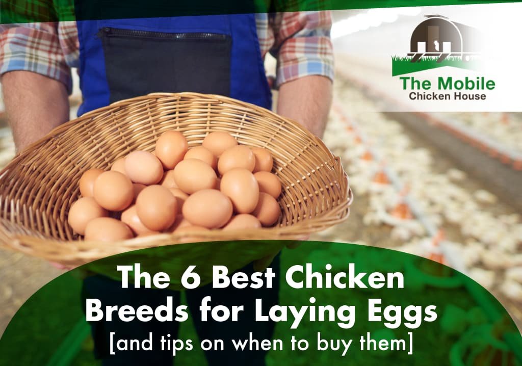 The 6 Best Chicken Breeds for Laying Eggs