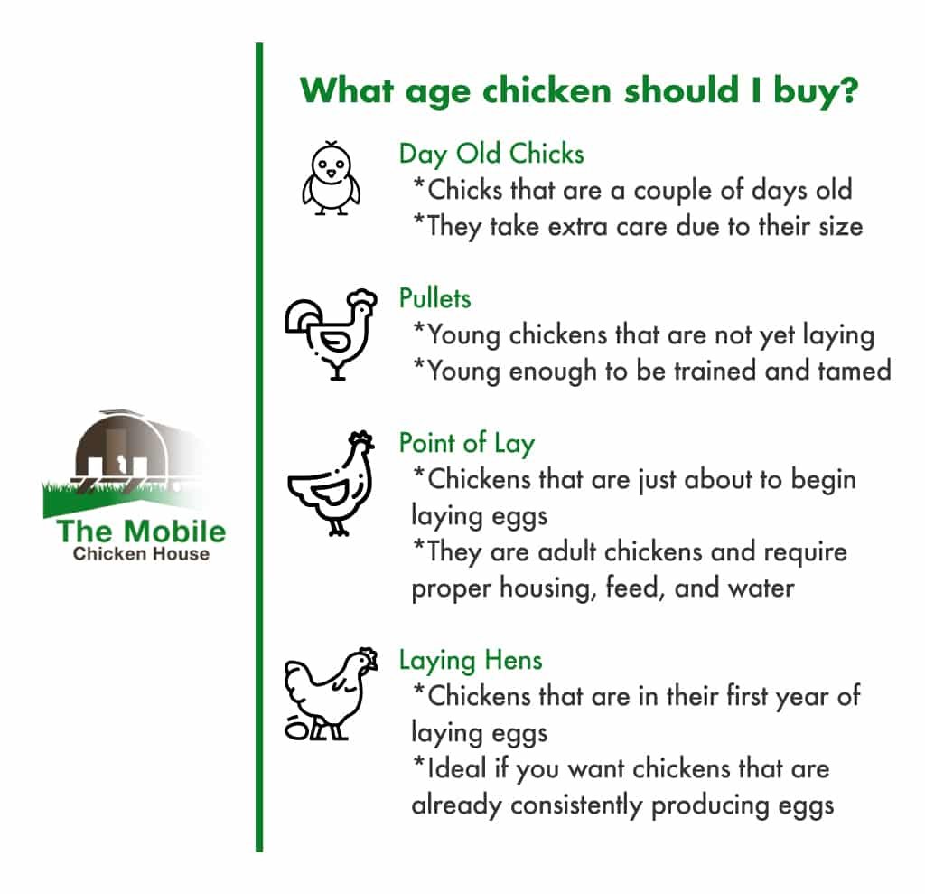 What age chicken should I buy
