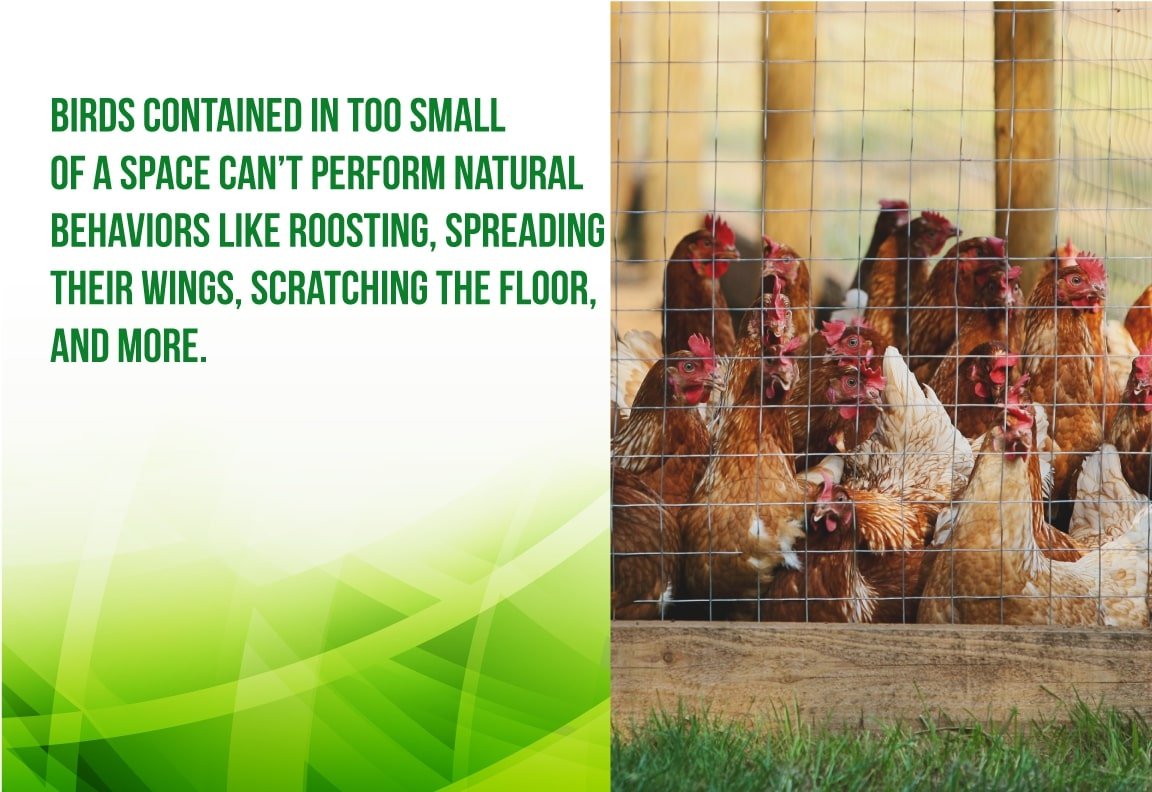 chickens contained in small spaces cant live naturally