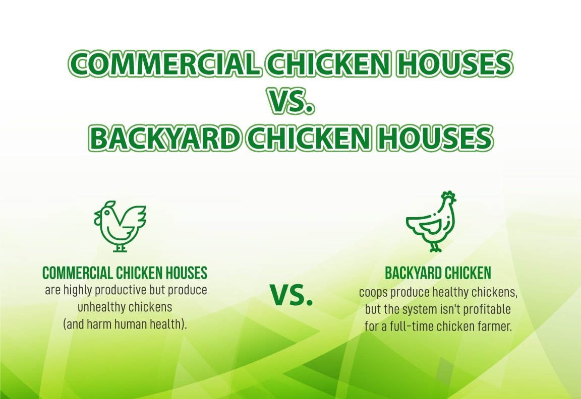 commercial chicken houses vs backyard coops