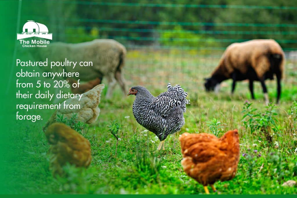 poultry can supplement their diet from pasture