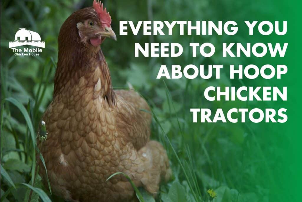 Everything You Need To Know About Hoop Chicken Tractors 5