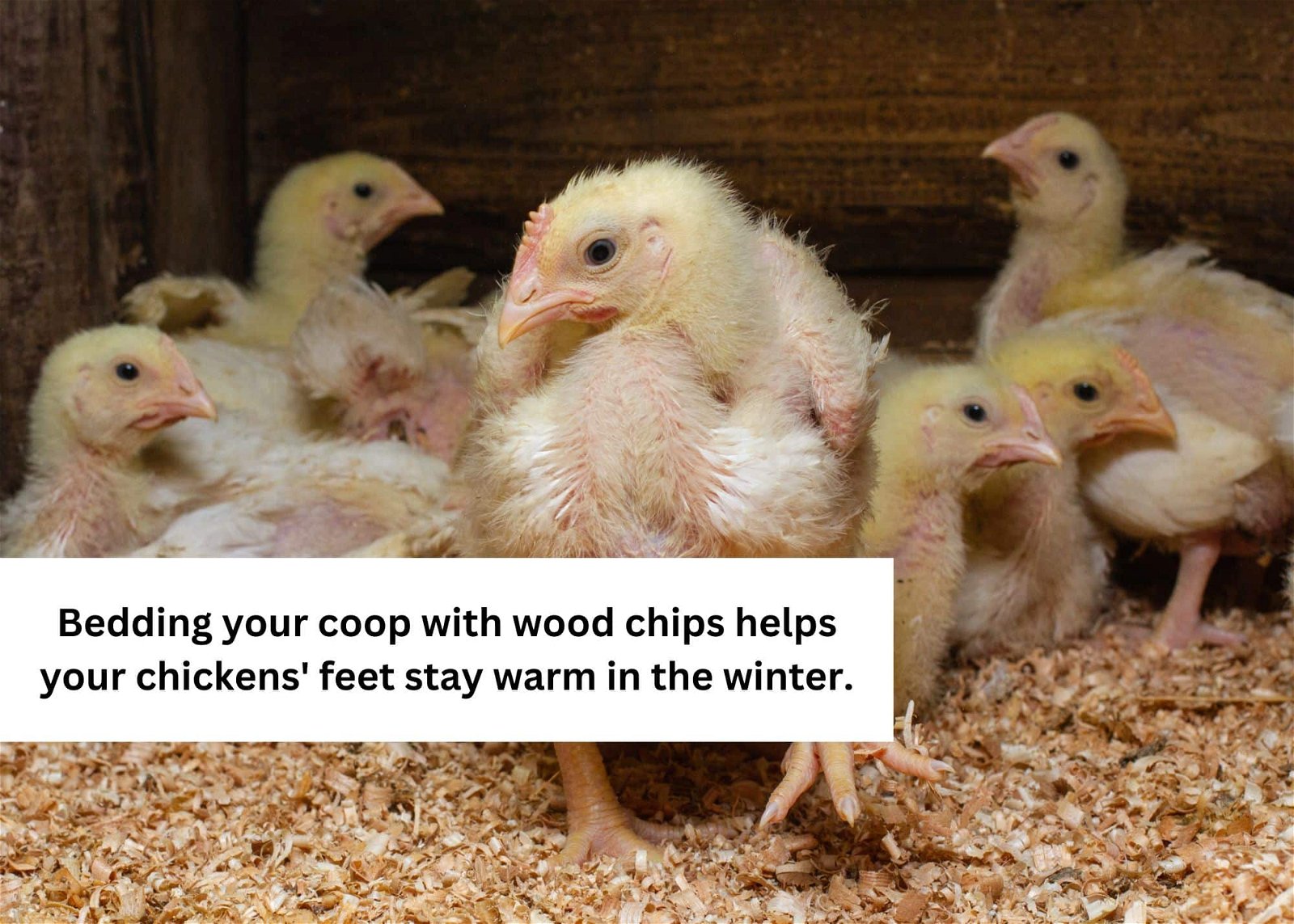 wood chips for warmth
