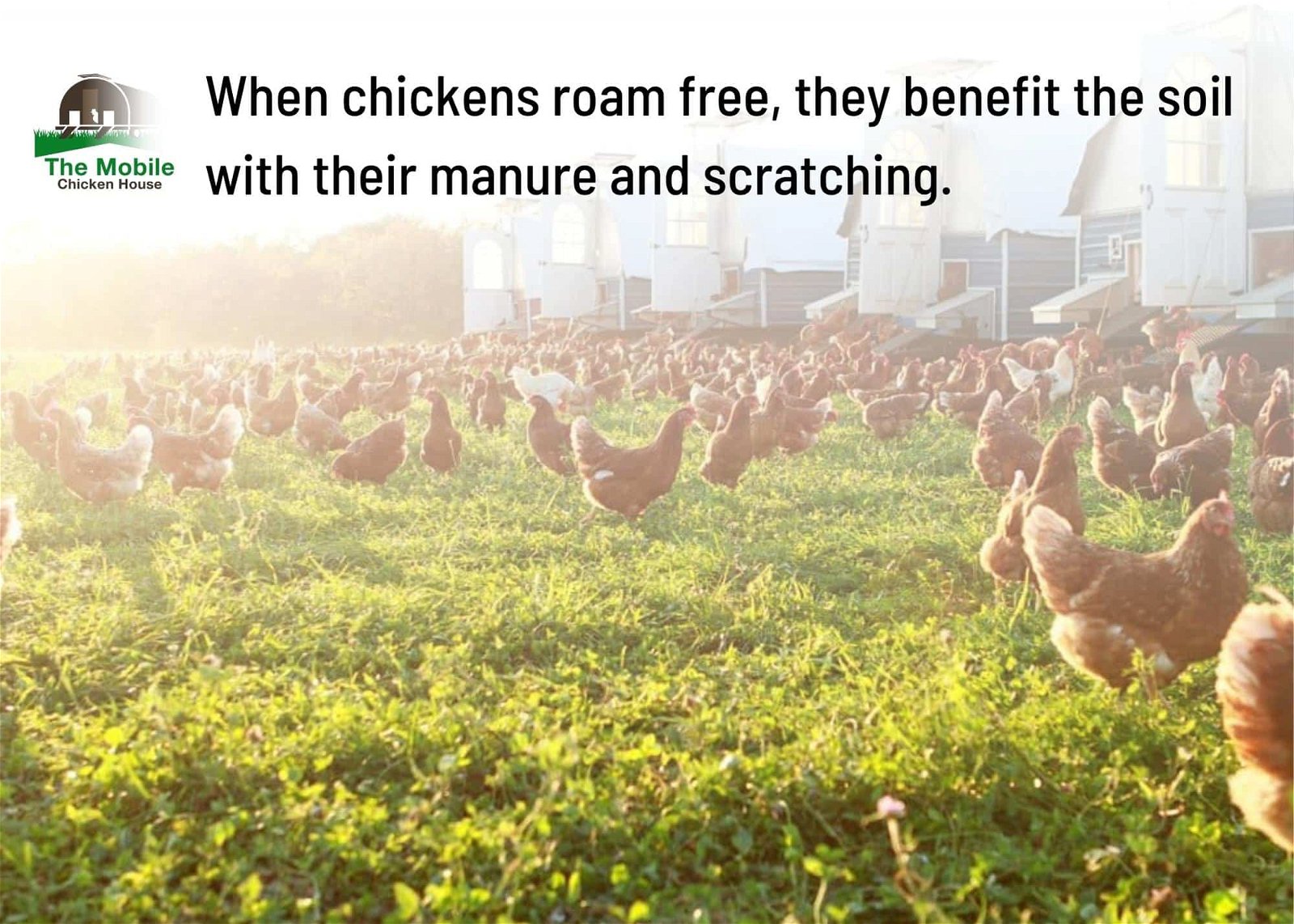 Pasture raised chickens benefit the soil