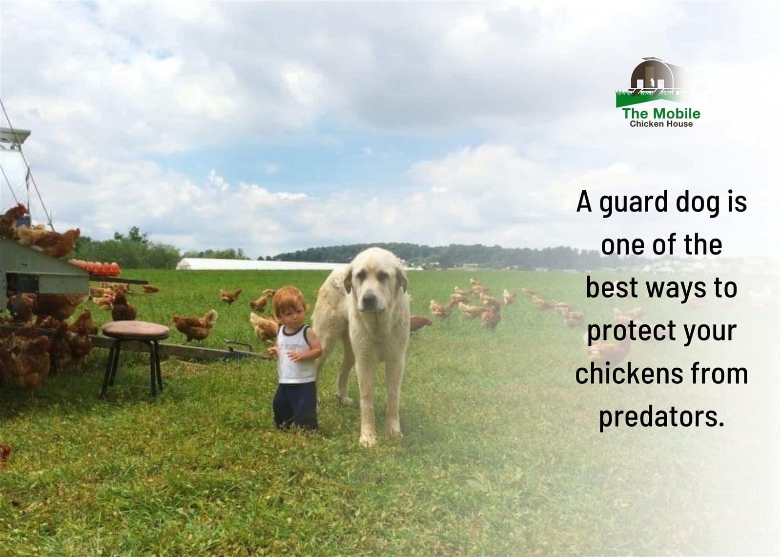 Protect pastured chickens with a guard dog