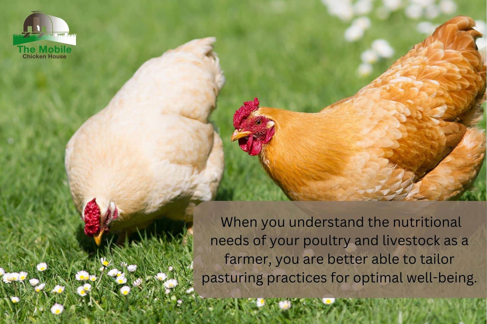 nutritional needs of your poultry and livestock